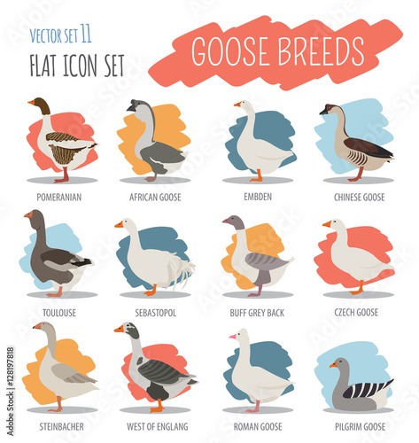 Poultry farming. Goose breeds icon set. Flat design