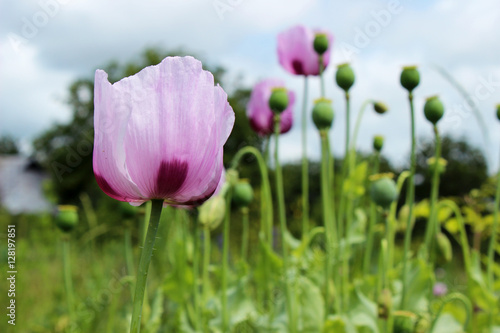 Edible poppy in the field. Blooming poppy. Pink poppy. photo