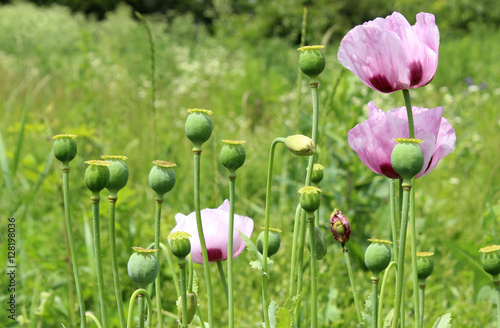 Edible poppy in the field. Blooming poppy. Pink poppy.