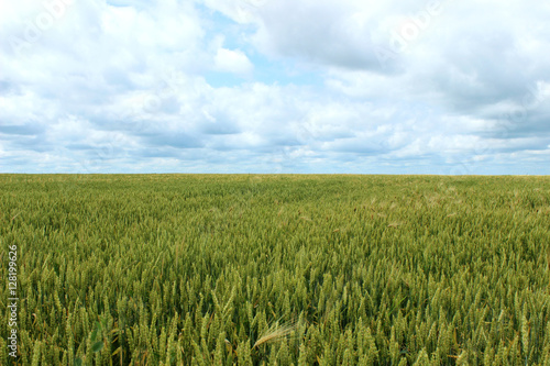 Green immature wheat. A field of wheat. Many grain plants.