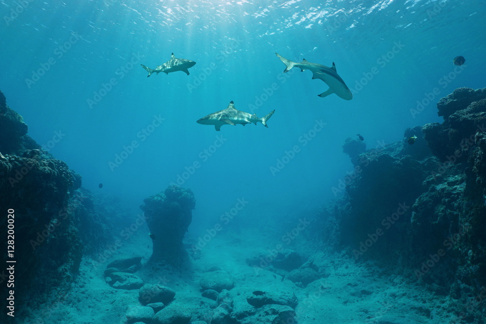Obraz premium Trzy rekiny rafowe blacktip pływające pod wodą między dnem oceanu a powierzchnią wody na zewnętrznej rafie wyspy Huahine, Ocean Spokojny, Polinezja Francuska