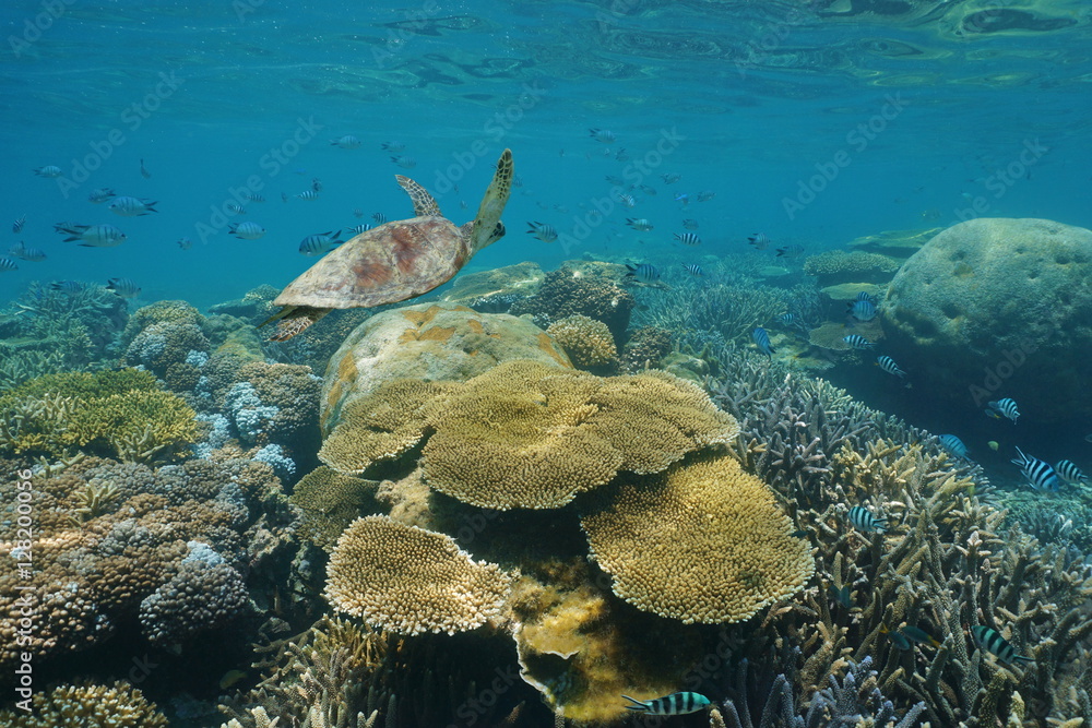 Shallow coral reef underwater with a green sea turtle and fish, New Caledonia, south Pacific ocean Shallow coral reef underwater with a green sea turtle and fish, New Caledonia, south Pacific ocean