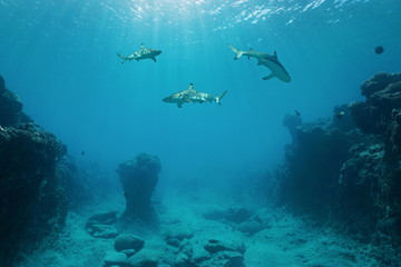 Fototapete Unterwasser Schwarzspitzen Riffhaie bei Huahine Polynesien  © dam