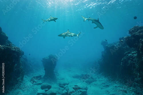 Fotografia Three blacktip reef sharks underwater swimming between the ocean floor and the w