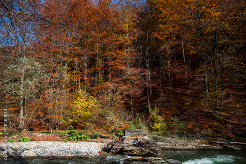 Fototapeta Naklejka Na Ścianę i Meble -  Autumn season in the forest