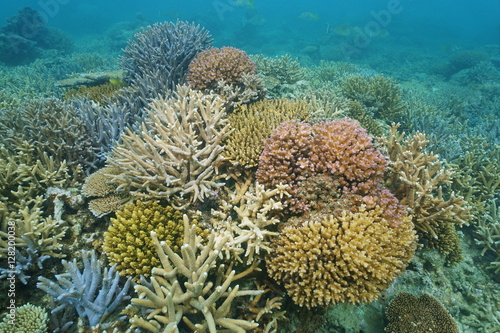 Colorful stony corals underwater in a lagoon of New Caledonia, south Pacific ocean