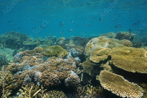 Soft and hard corals underwater on a shallow coral reef with fish damselfish, New Caledonia, south Pacific ocean