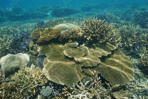 Healthy coral reef underwater with several species of hard corals  New Caledonia  south Pacific ocean