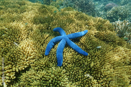 Underwater blue starfish Linckia laevigata over Acropora table coral, south Pacific ocean, New Caledonia photo