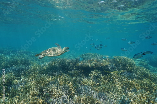 Underwater coral reef with a green sea turtle and fish, New Caledonia, south Pacific ocean © dam