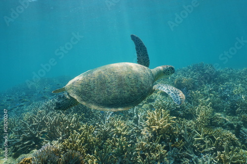 Underwater green sea turtle, Chelonia mydas, swimming over a coral reef, New Caledonia, south Pacific ocean