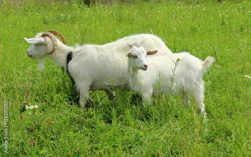 White goat grazing in the field. Little goat on the chain.Mother