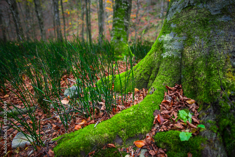 Inside of the wild forest Inside of the wild forest