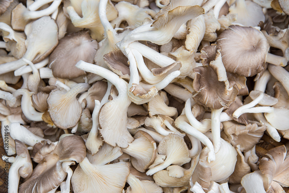 Fresh Oyster mushrooms full frame background Fresh Oyster mushrooms full frame background