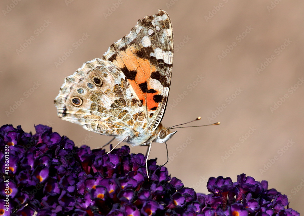 Naklejka premium Painted Lady Butterfly (Vanessa Cardui), a.k.a. Cosmopolitan Butterfly in North America