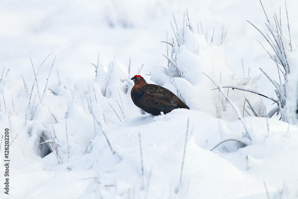 Red Grouse Lagopus scoticus in snow on moorland top in the Yorkshire Dales Red Grouse Lagopus scoticus in snow on moorland top in the Yorkshire Dales