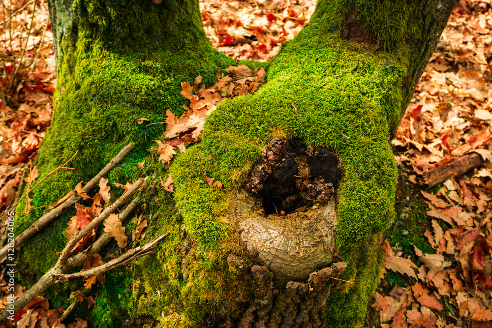 Inside of wild carpathian forest Inside of wild carpathian forest