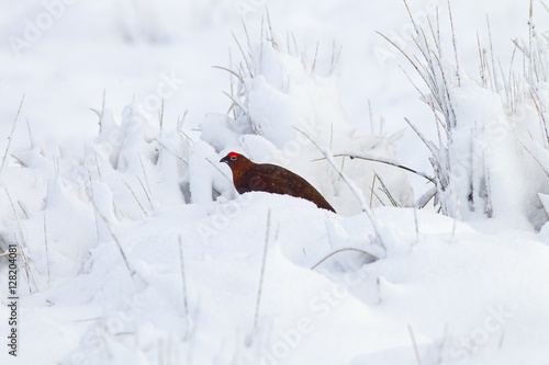 Red Grouse Lagopus scoticus in snow on moorland top in the Yorkshire Dales photo