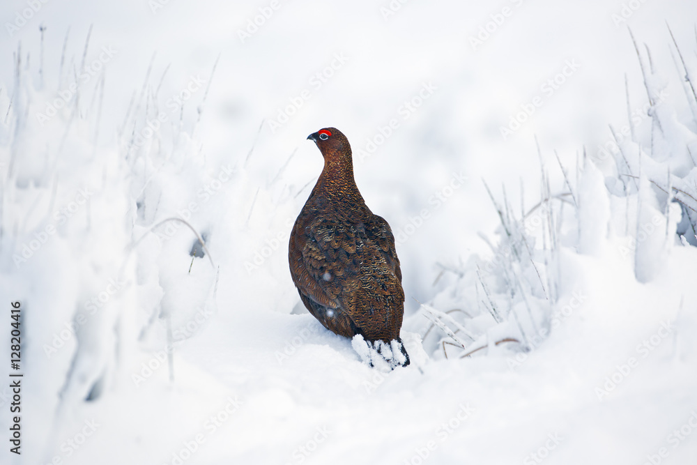 Red Grouse Lagopus scoticus in snow on moorland top in the Yorkshire Dales Red Grouse Lagopus scoticus in snow on moorland top in the Yorkshire Dales
