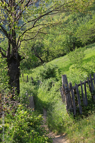 Path in spring forest in the mountains of Romania