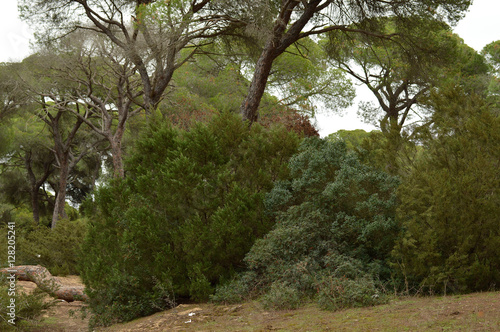 paisajes de naturaleza, marismas y animales en el parque de doñana 
