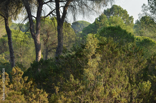 bosque en el parque de doñana y marismas 
