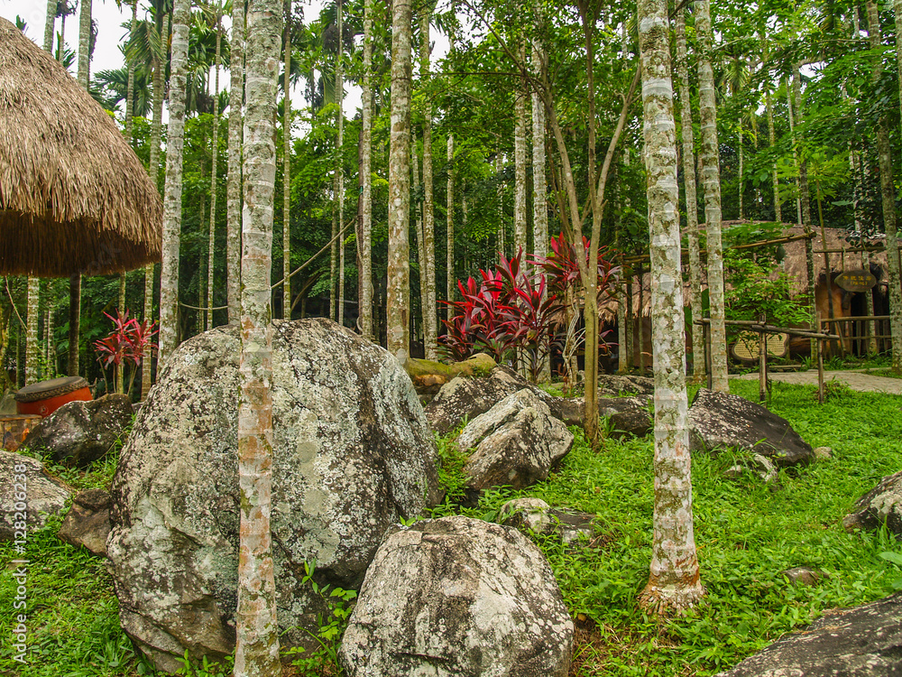 Jungle at Sanya Li and Miao Village