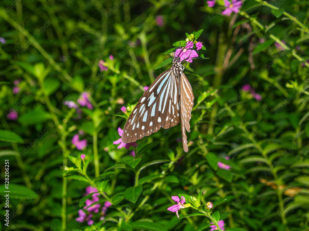 Tropical butterfly at a leaf