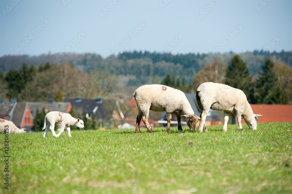 Fototapeta premium Schafe mit Lamm auf der Wiese