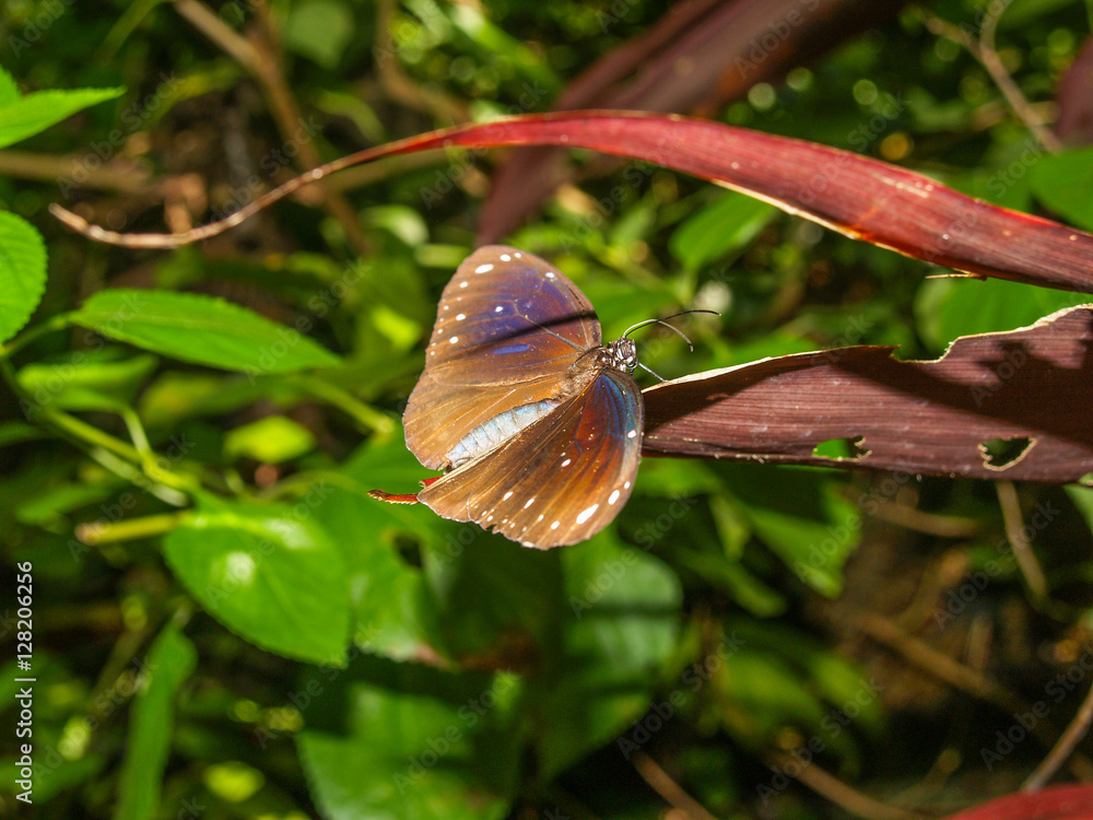 Tropical butterfly at a leaf