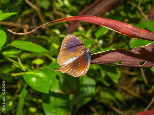 Obraz na płótnie Tropical butterfly at a leaf w salonie