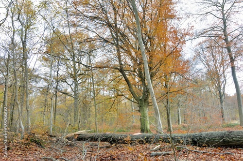 La forêt en automne dans le parc régional de Saint-Amand-les-Eaux dans les Hauts-de-France