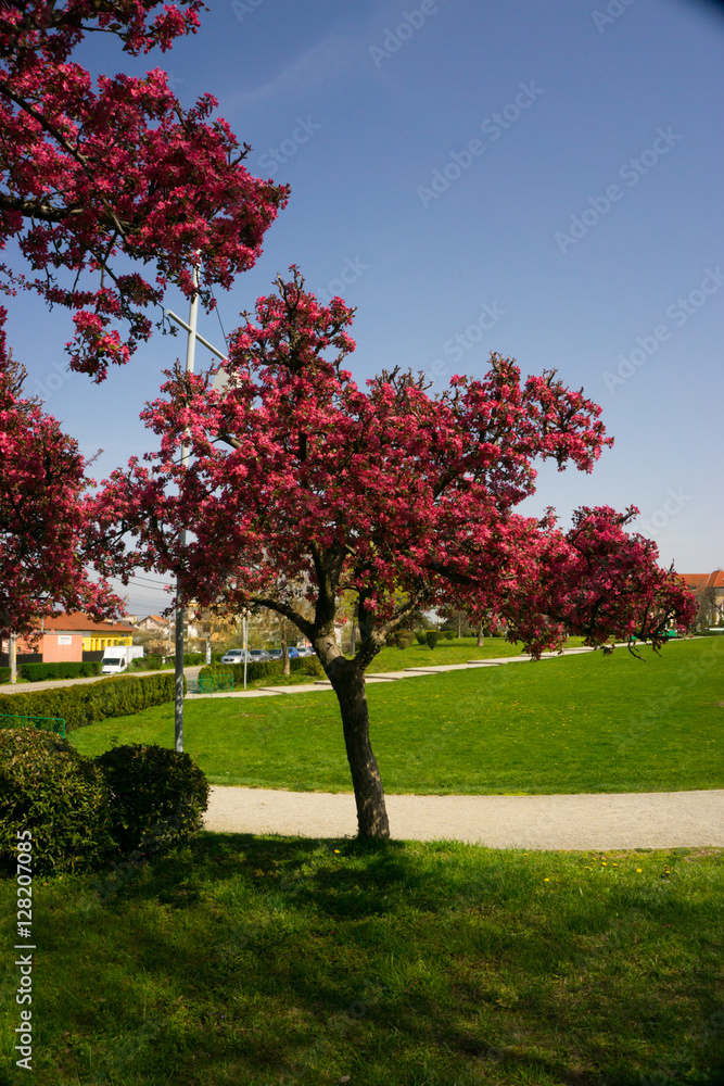 Naklejka premium trees on the spring