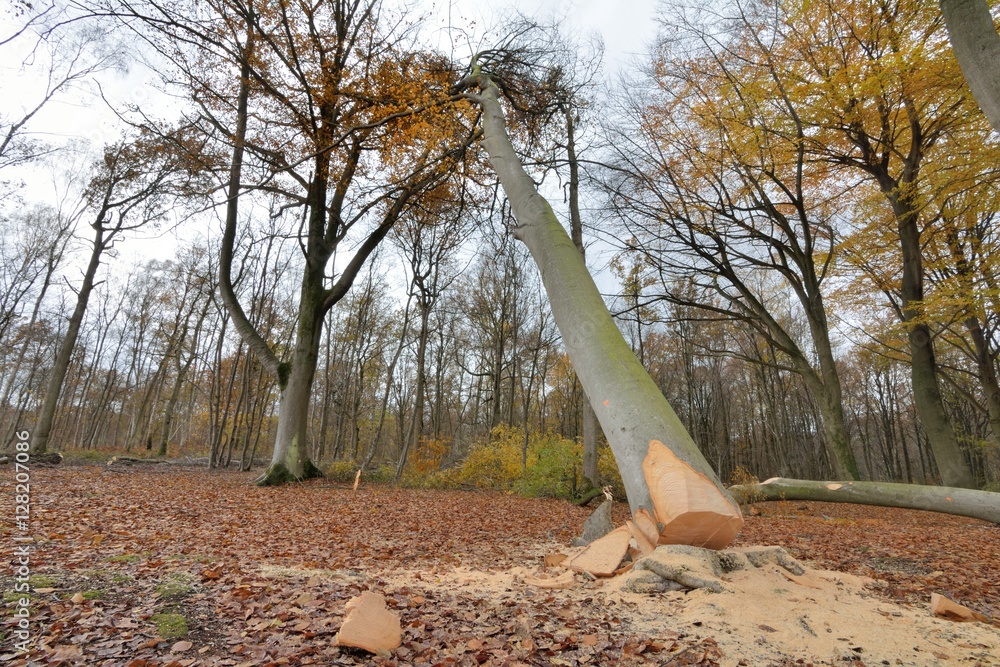 Fototapeta premium Gros arbre abattu en forêt