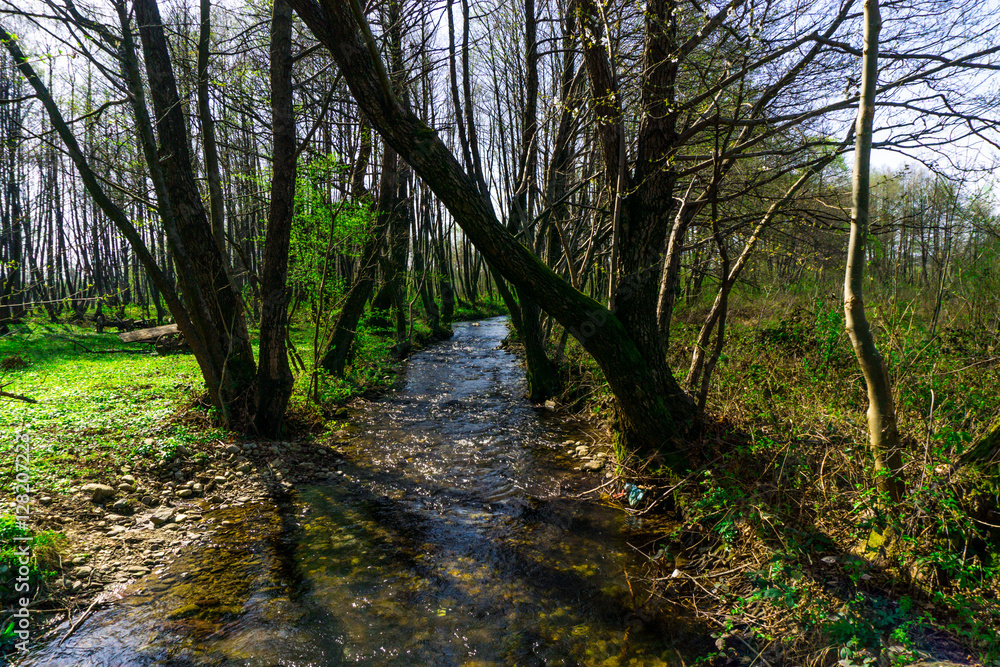 Obraz premium Trees of forest in the springtime