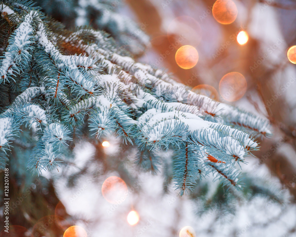 Fototapeta premium Frosty winter landscape in snowy forest. Pine branches covered with snow in cold winter weather. Christmas background with fir trees and blurred background of winter