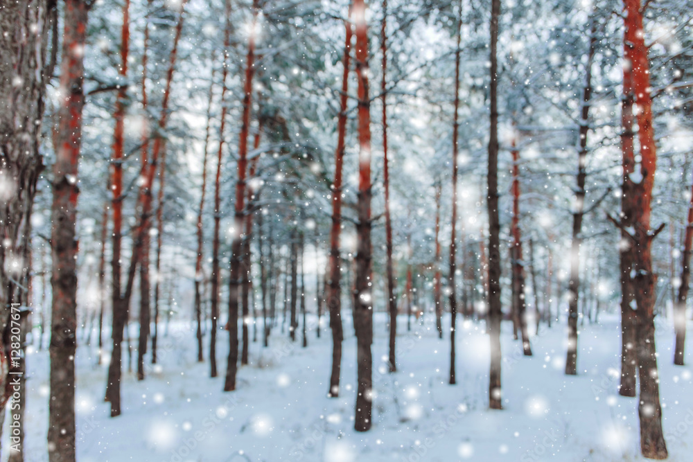 Fototapeta premium Frosty winter landscape in snowy forest. Pine branches covered with snow in cold winter weather. Christmas background with fir trees and blurred background of winter.