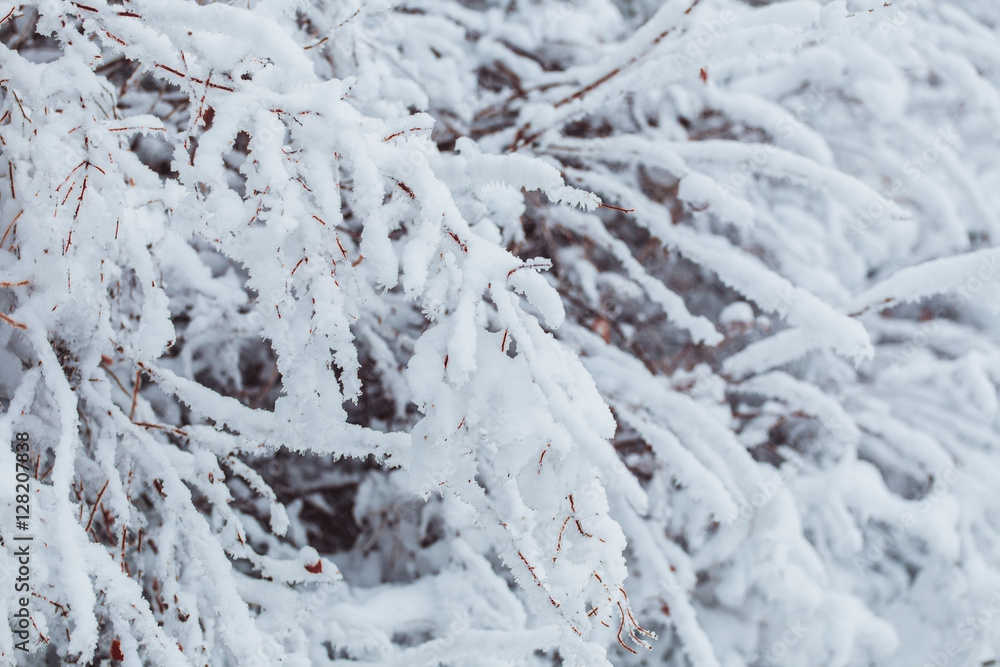 Frosty winter landscape in snowy forest. Pine branches covered with snow in cold winter weather. Christmas background with fir trees and blurred background of winter.