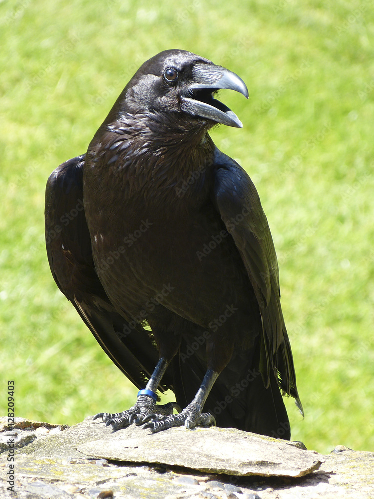 Fototapeta premium Raven kept at the Tower of London.