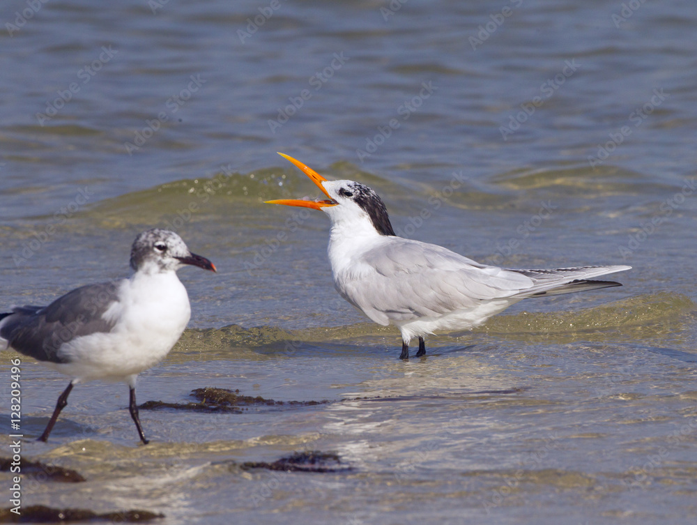Royal Tern Sterna maxima and Laughing Gull Fort Myers beach Florida USA Royal Tern Sterna maxima and Laughing Gull Fort Myers beach Florida USA