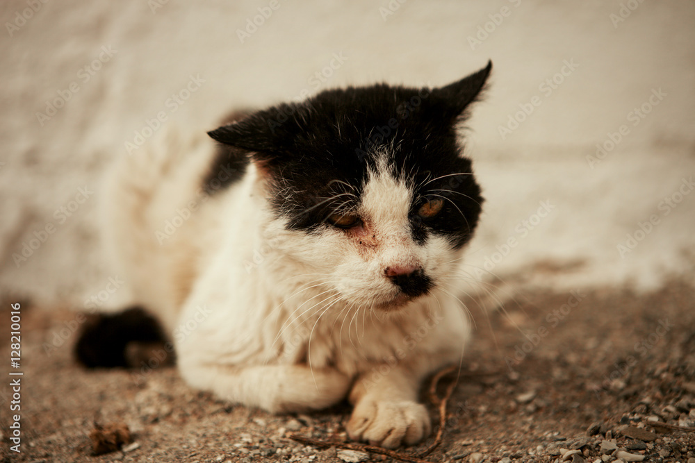 Street cat with a wounded eye Street cat with a wounded eye