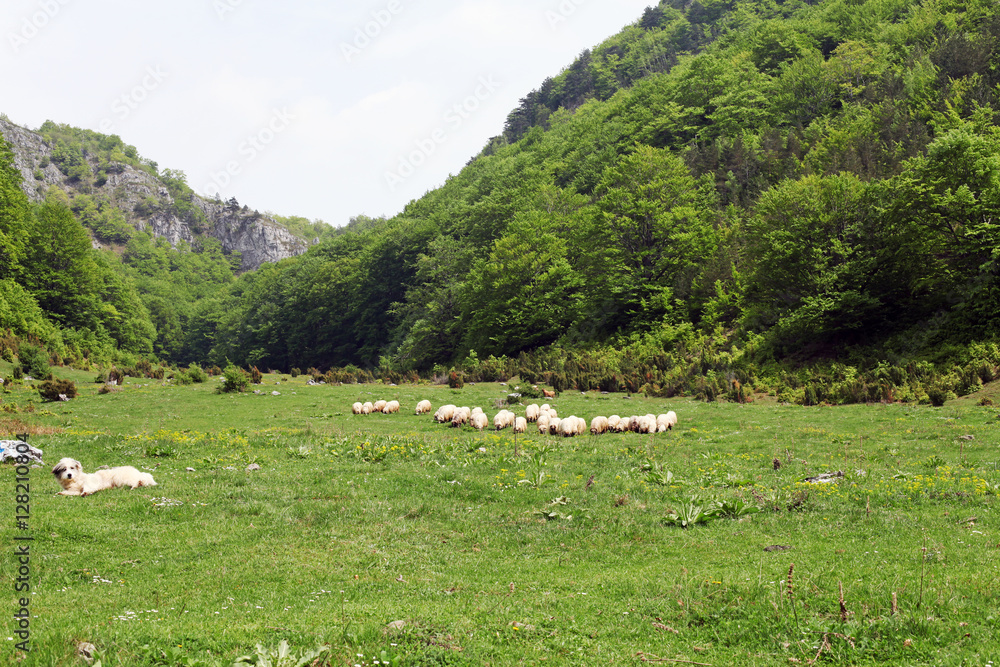 Meadow with sheep in Tesnei Mountains, Romania