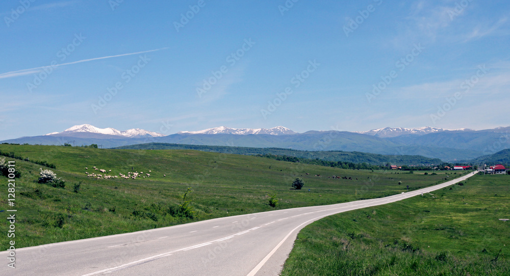 Meadow with sheep along country road, Romania