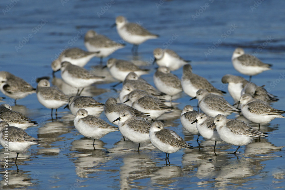 Sanderlings Calidris alba feeding on North Norfolk Beach in Winter Sanderlings Calidris alba feeding on North Norfolk Beach in Winter