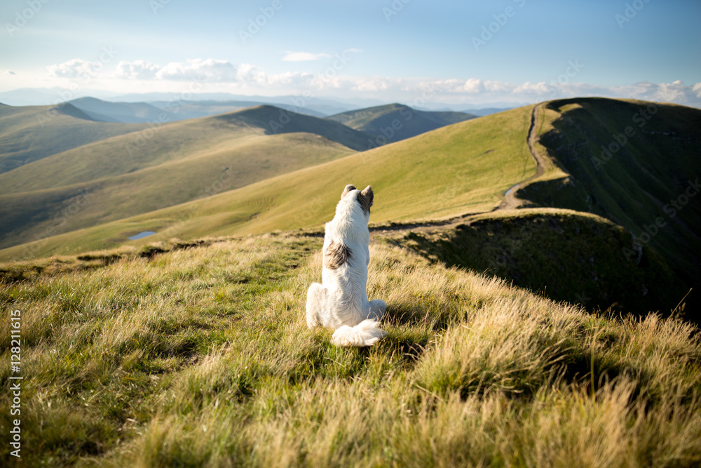 Naklejka premium Summer mountain landscape with dog