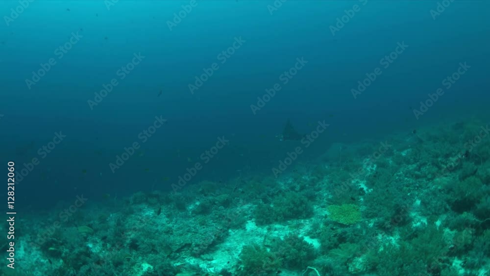 Two Manta rays swimming on a coral reef. 4k footage Two Manta rays swimming on a coral reef. 4k footage
