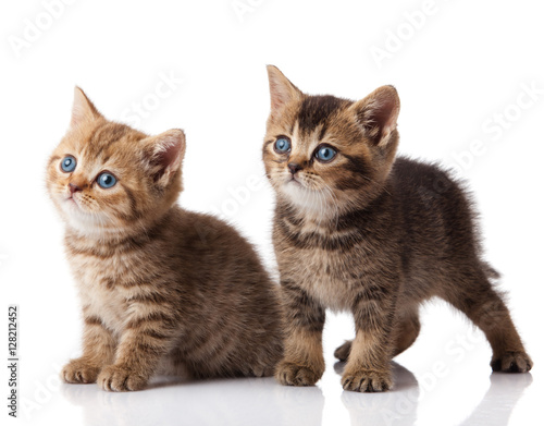Two little blue eyes kitten. British breed kittens isolated on