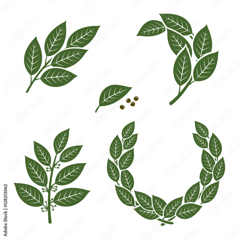 Naklejka premium Bay leaf set. Vector