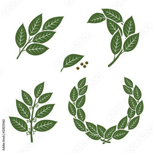 Bay leaf set. Vector