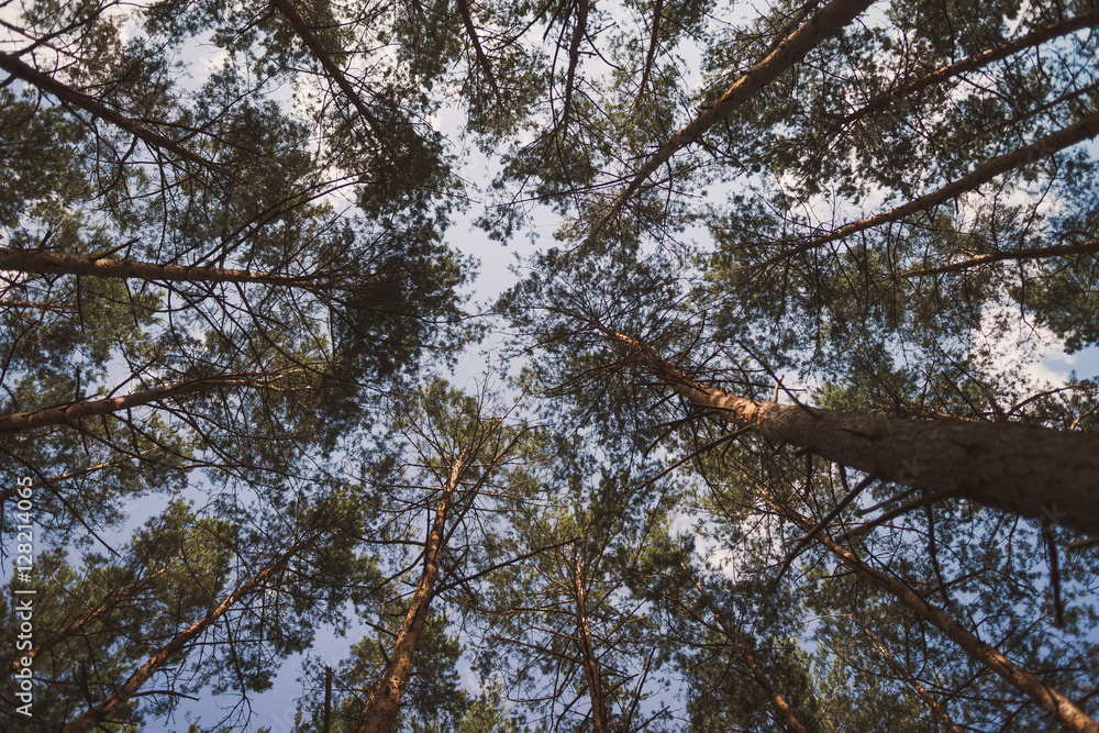 Fototapeta premium Walking in the forest. Giant pine trees, bottom view.